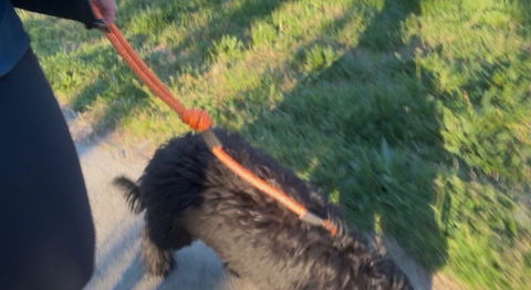Hawea City Walker Dog Traffic Leash