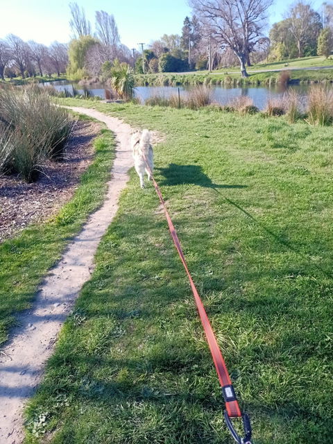 Orange Train and Recall Long Line Dog Leash