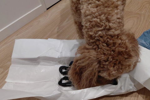 3-in-1 Dog Car Tether Mackenzie