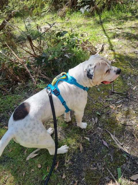Arctic Sammy Adventure Dog Harness - Teal