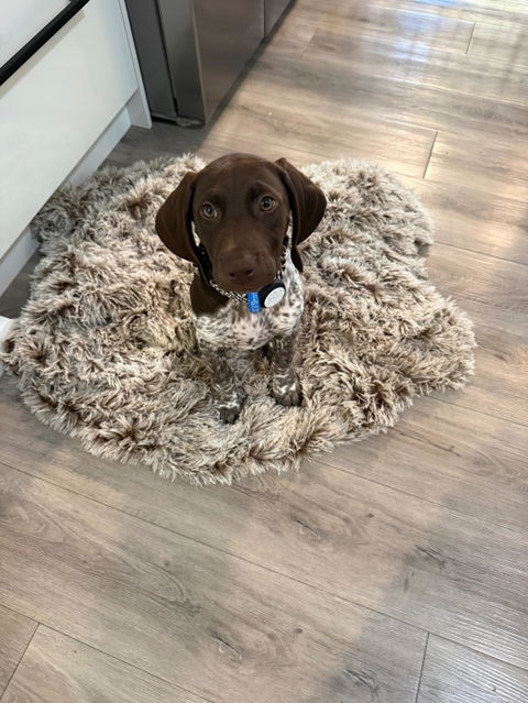 Slide-On Dog ID Tag - Maple