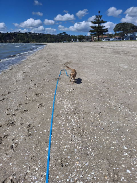 Teal Terraflow Long Line Dog Leash