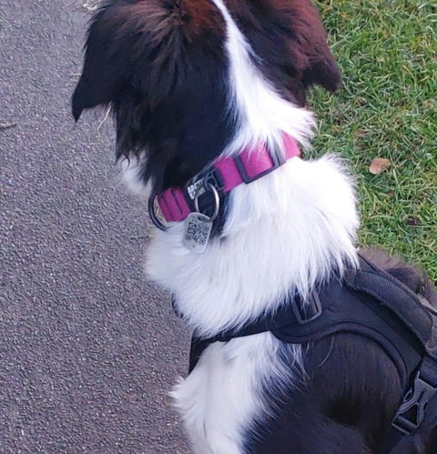 Pink Terraflow Waterproof Dog Collar