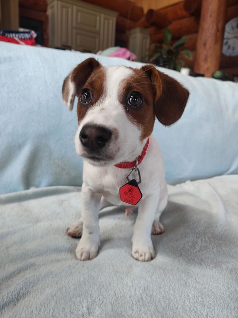 Dog ID Tag - Hudson
