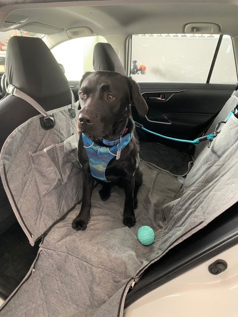 3-in-1 Dog Car Tether Pukaki
