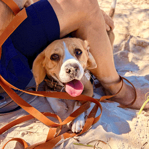 Toffee Brown Terraflow Long Line Dog Leash