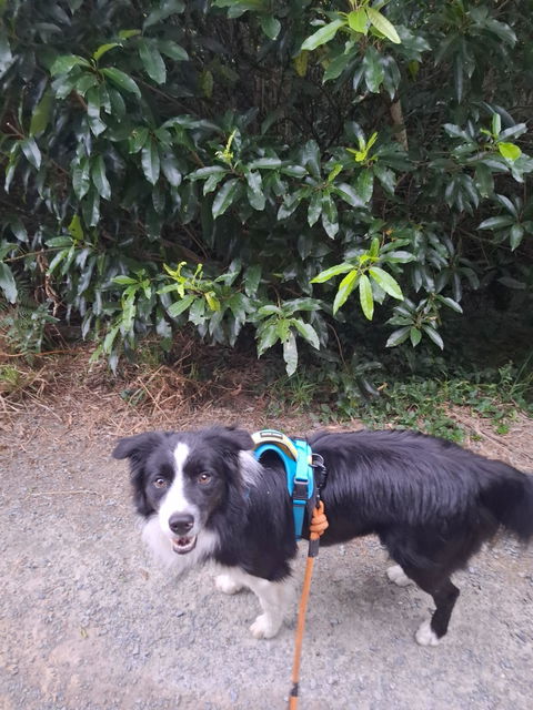 Pukaki Rope Dog Leash with Traffic Handle