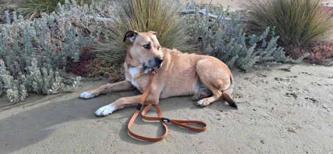 Toffee Brown Terraflow Traffic Handle Leash 2.0