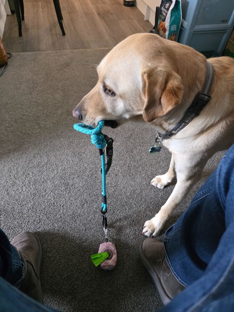 Pukaki City Walker Dog Traffic Leash
