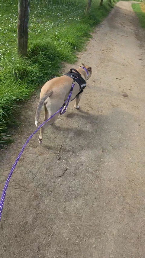 Waihi Handsfree Double Dog Leash