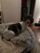 Toni Woofles review photo
