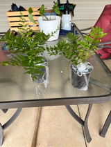 Jalyn review photo