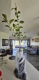 Sienna review photo