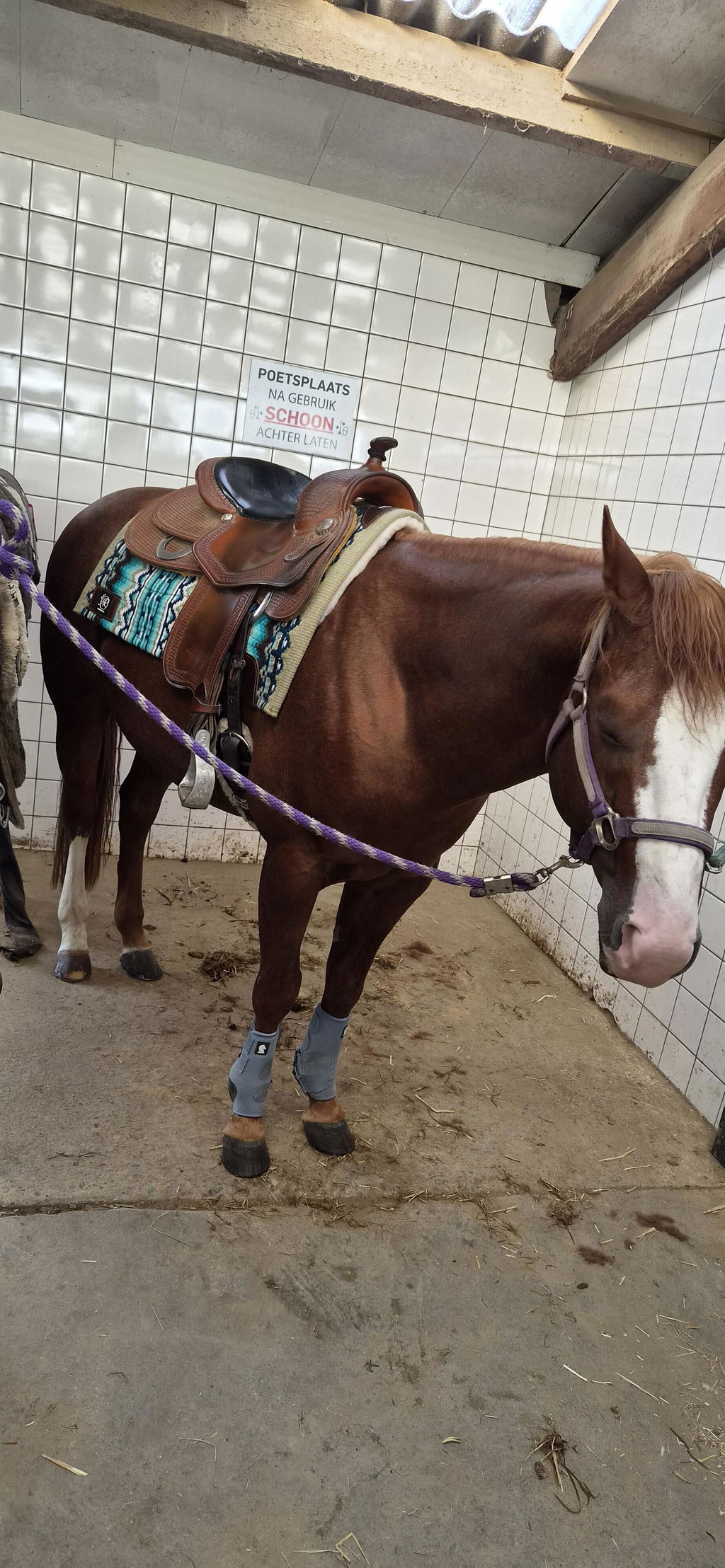 2in1 Show | contoured western pad | Canyon Spring -SOLD OUT