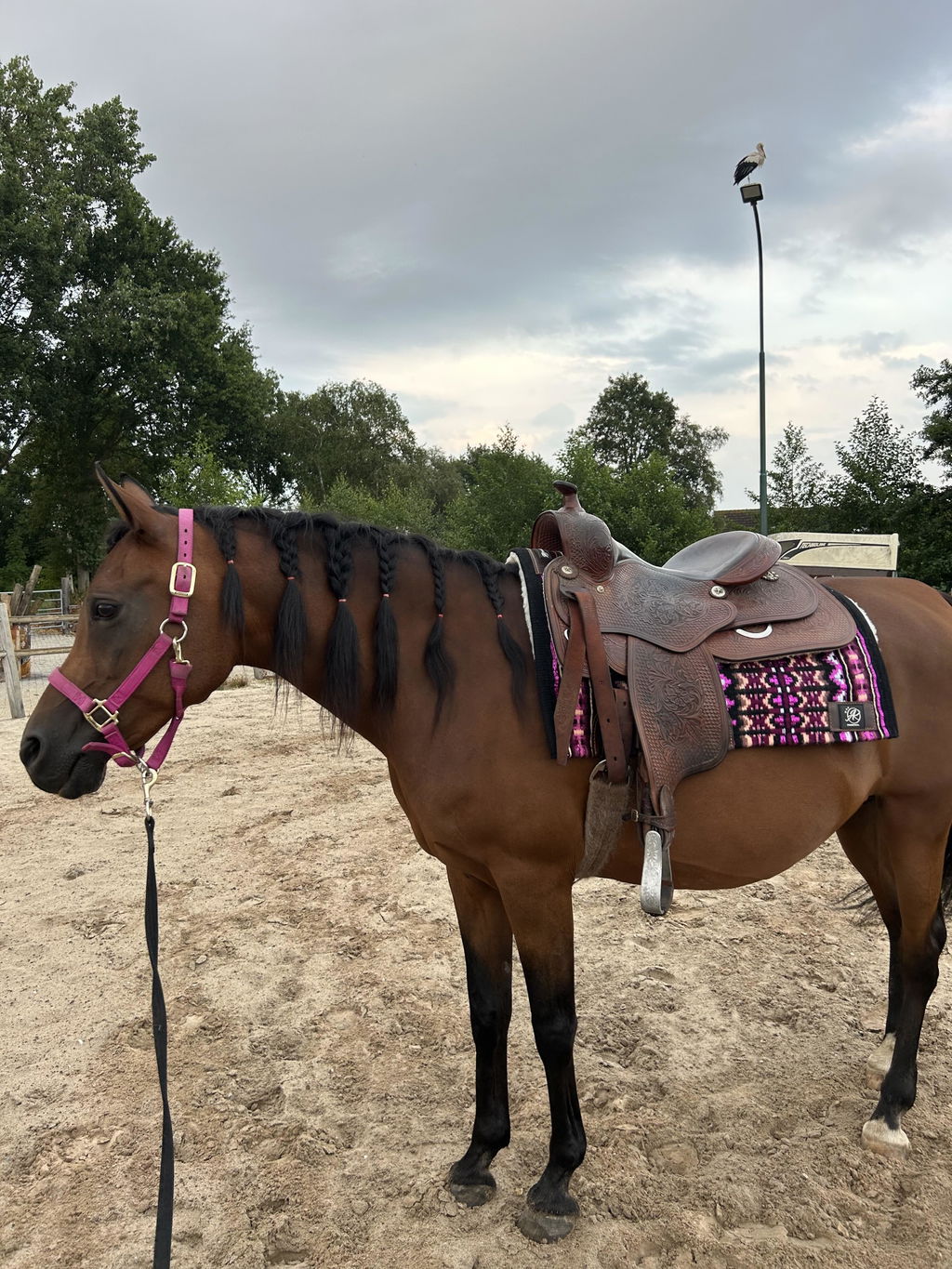 2in1 Show | Performance Western Pad |  Plum Dazzle -SOLD OUT