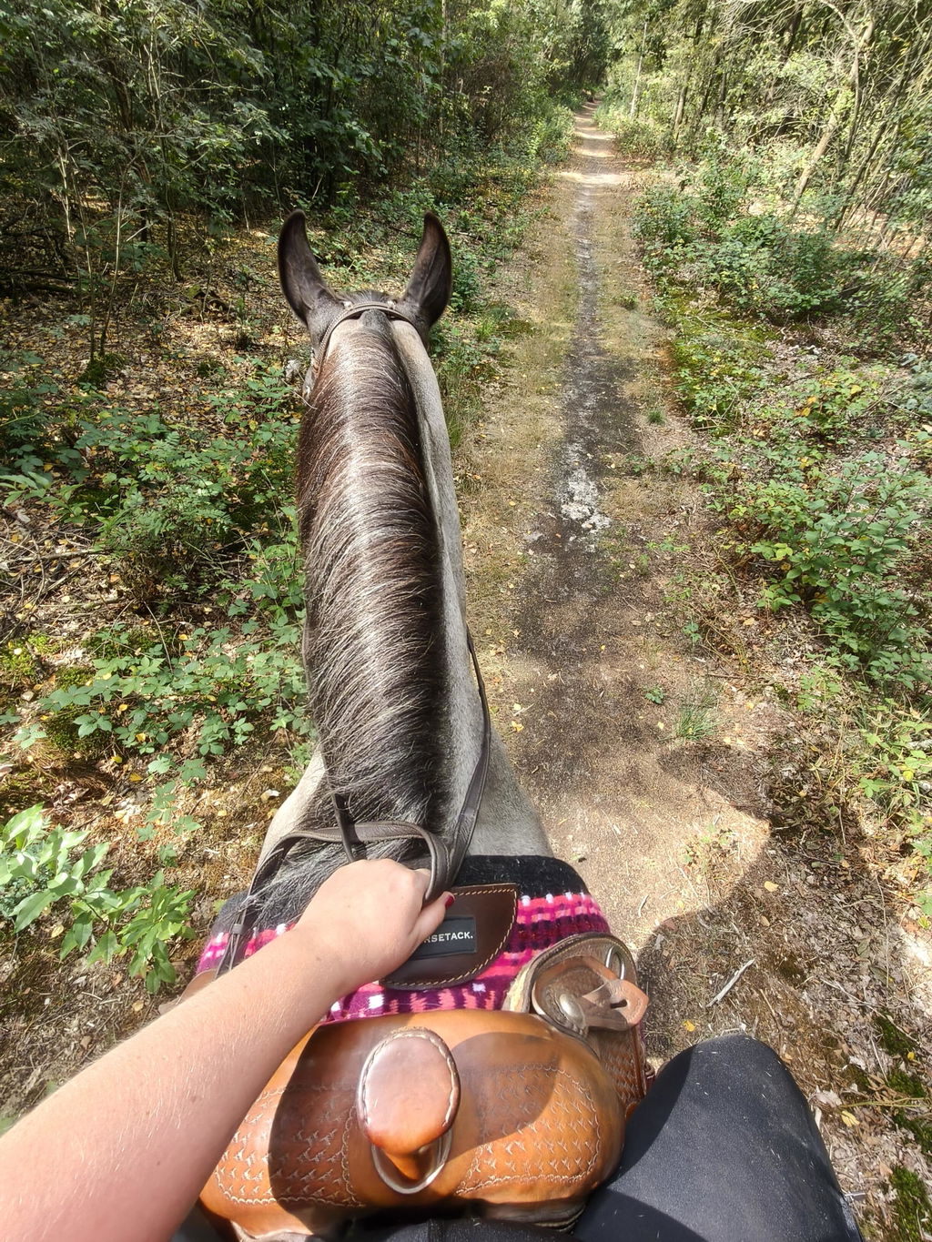 2in1 Show | Performance Western Pad | Fuchsia Burn -SOLD OUT