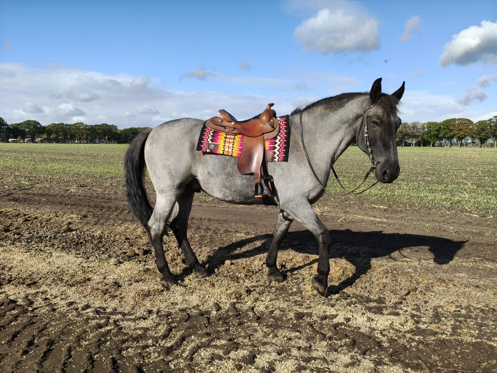 2in1 Show | Performance Western Pad | Marigold Rush -SOLD OUT