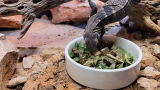 The Bearded Herper review photo