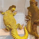 NICK P. Lecko my Gecko review photo