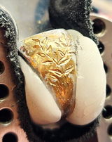 Shannon Sait Designs review photo