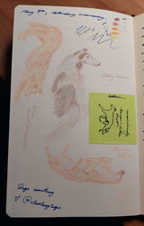 Airidas review photo