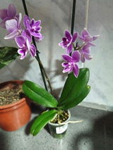 Romina S. review photo