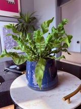 Juan Pablo Arias review photo