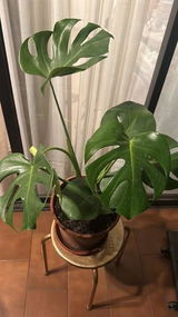 Joselyn J. review photo