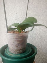Maria del pilar Davila masrid review photo