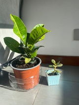 Sofi L. review photo