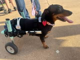 Jacobo review photo
