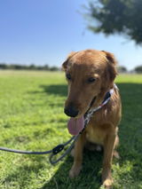Petethegoldenboy review photo
