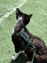 Carmen review photo