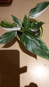 Anda Liparte review photo