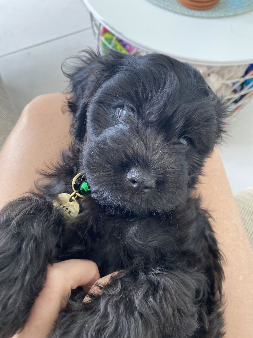 Pet ID Tag | Textured