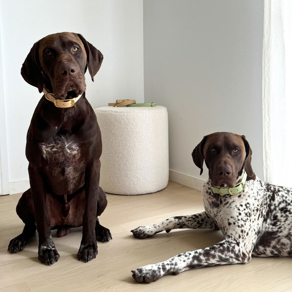 Waterproof Dog Collar | Sage Green