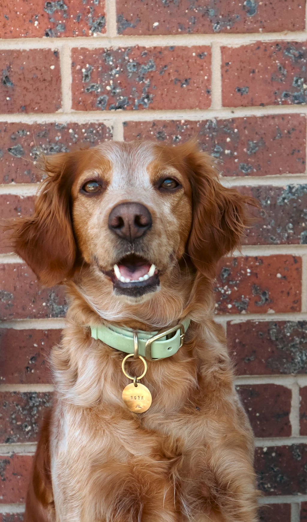 Waterproof Dog Collar | Sage Green