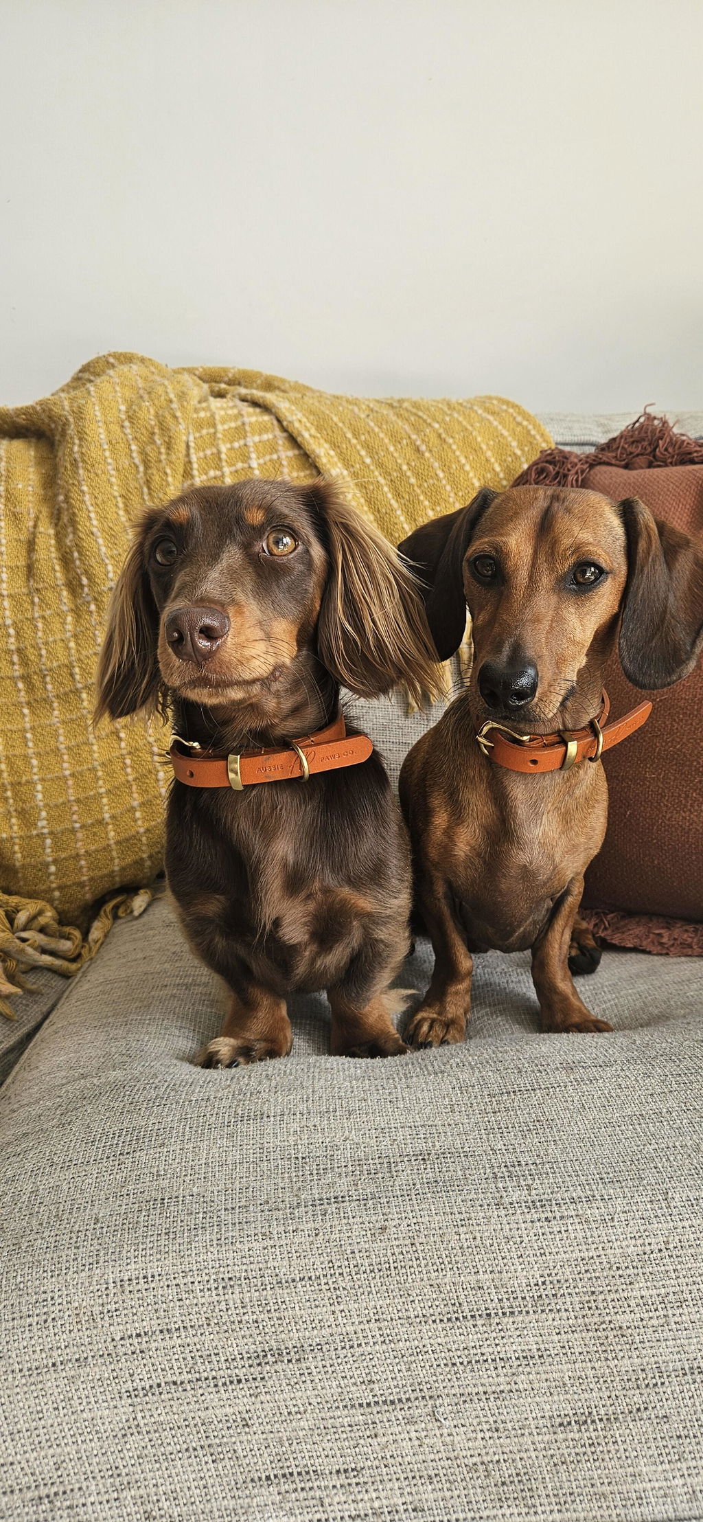 Premium Italian Leather Dog Collar | Brown