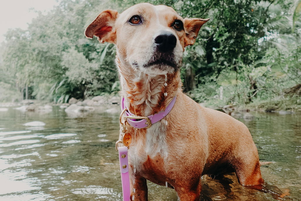 Waterproof Dog Leash | Lilac