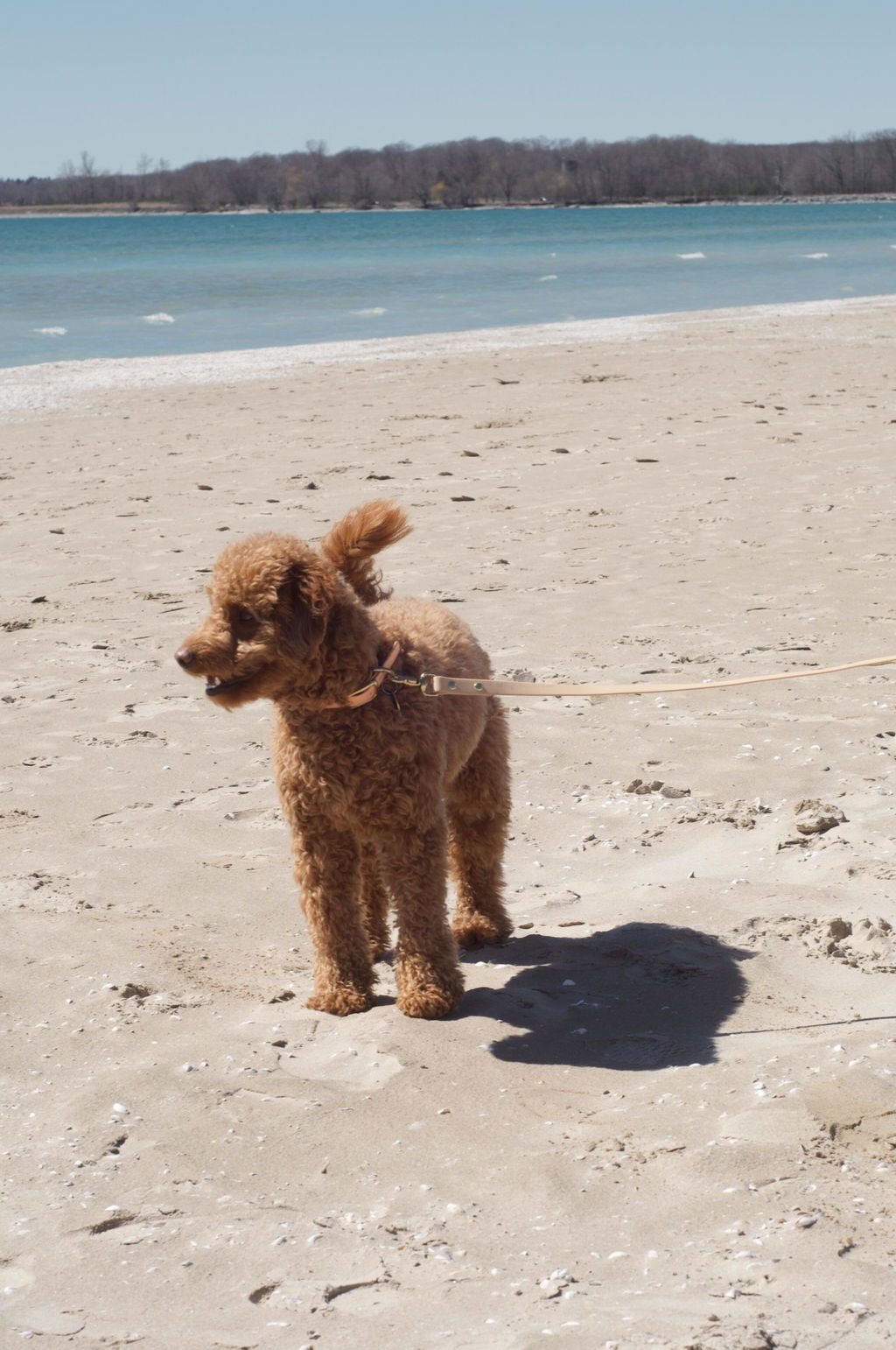Waterproof Dog Leash | Beige