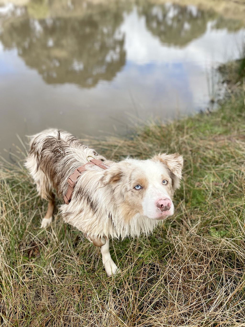 Waterproof Dog Harness | Chocolate Brown