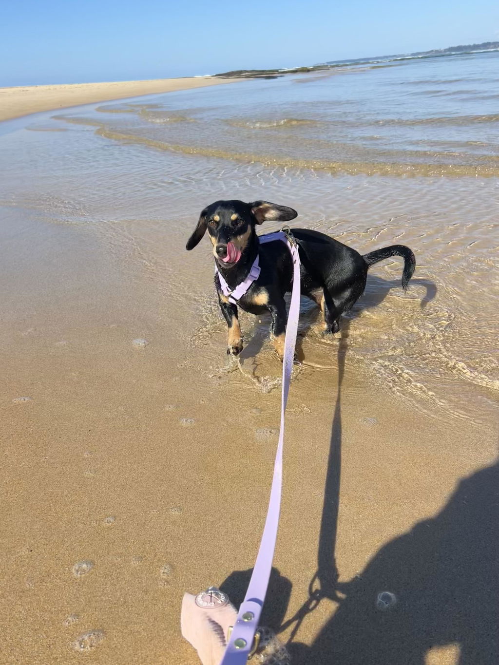 Waterproof Dog Harness | Lilac