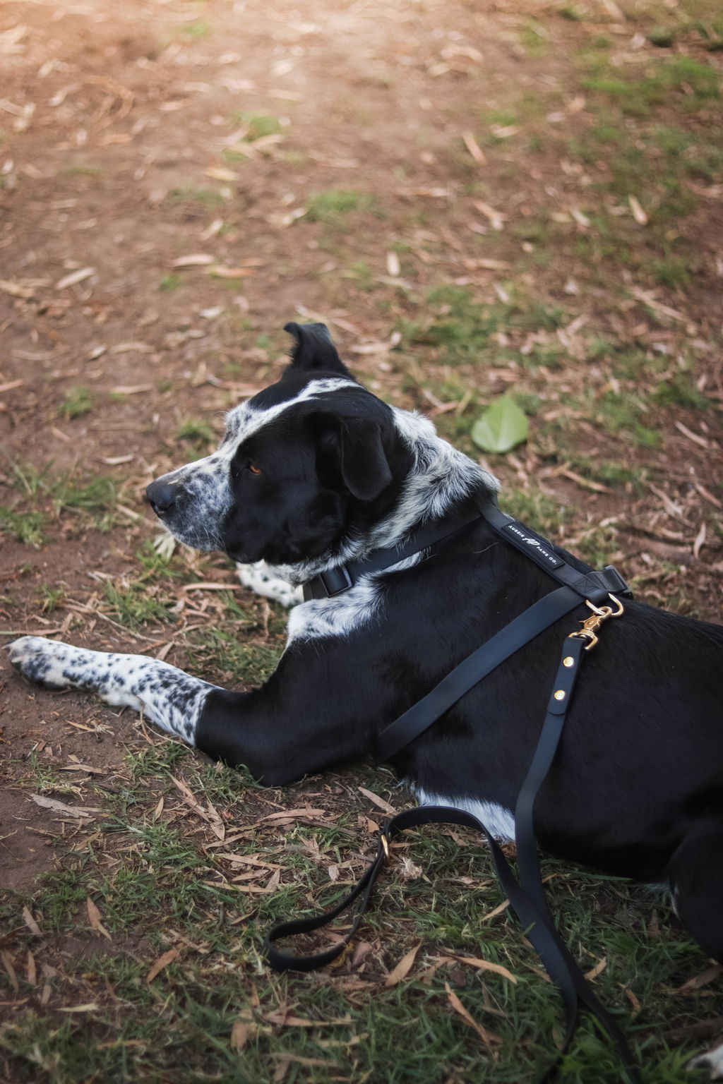 Waterproof Dog Harness | Black