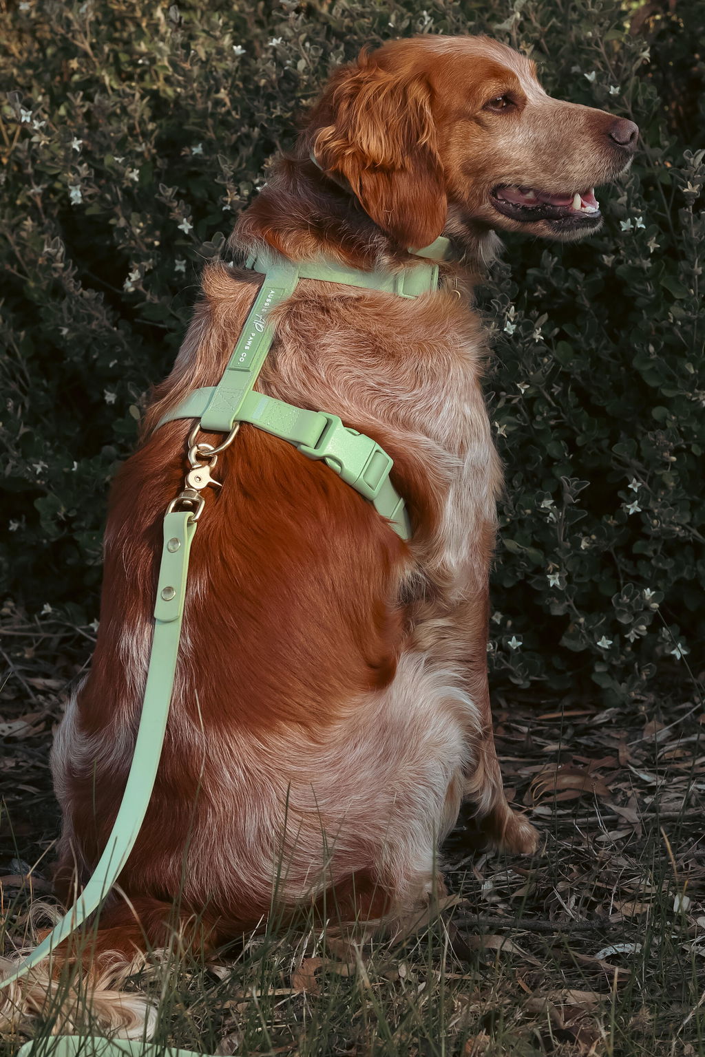 Waterproof Dog Harness | Sage Green