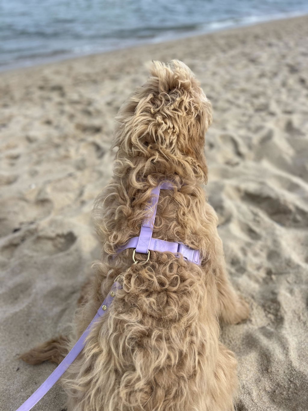 Waterproof Dog Harness | Lilac
