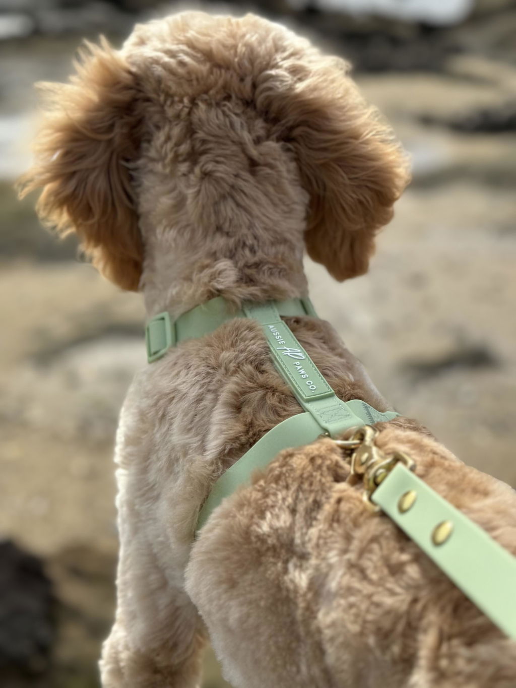 Waterproof Dog Harness | Sage Green