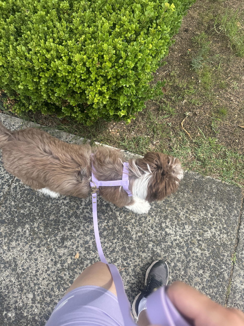 Waterproof Dog Harness | Lilac