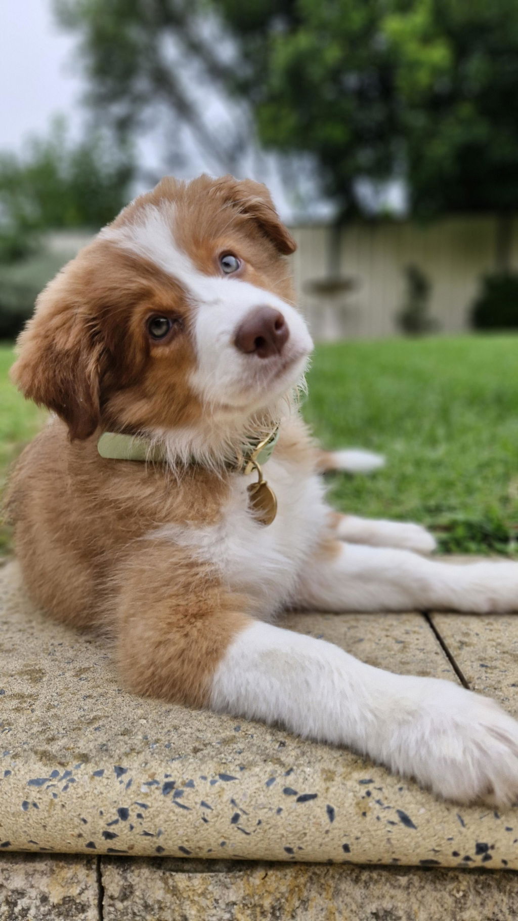 Waterproof Dog Collar | Sage Green
