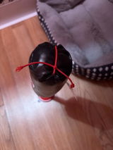 A.P. review photo