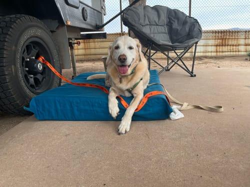 Stan Senior Dog Bed